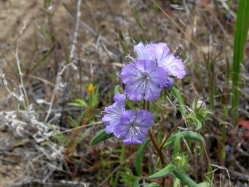 Linear-leafed Phacelia (Phacelia linearis)